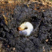 White Grub