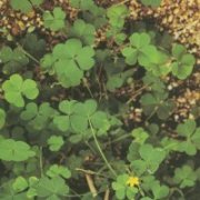 Woodsorrel