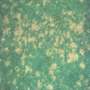 Dollar Spot