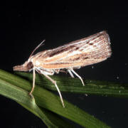 Sod Webworm